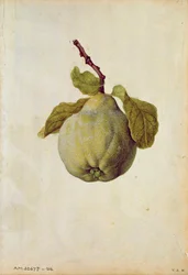 Quince: Cydonia vulgaris, c.1568, by J.le Moyne de Morgues