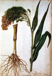 Setaria italica, c.1568