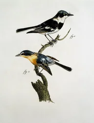 Male and female of Pririt Batis (Batis pririt)