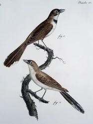Male and female of Spectacled Monarch (Monarcha trivirgata)