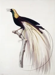 Greater Bird of Paradise, Male
