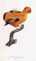 Male Cock-of-the-rock