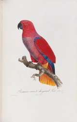 Premiere Variete du Grand Lori, Engraved by Langlois