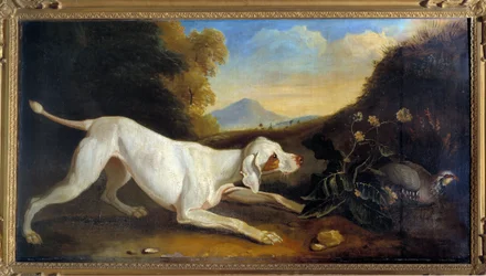Dog Braque in front of a pheasant