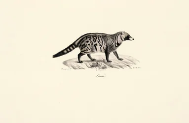 African Civet
