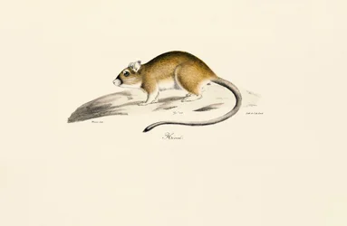 African Gerbil