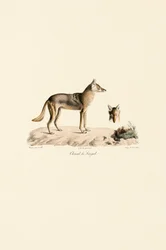 African Golden Jackal from Senegal