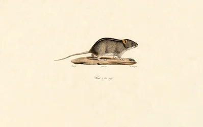 African Striped Grass Mouse
