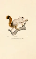 Albino Variant of the American Red Squirrel