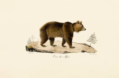 Alpine Brown Bear