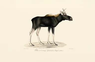 American Moose