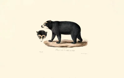 Andean Spectacled Bear