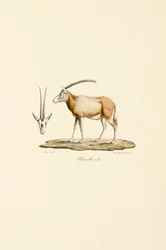 Arabian Gazelle