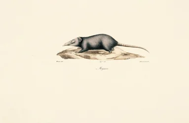Asian House Shrew