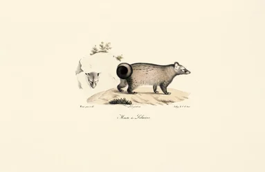 Asian Palm Civet