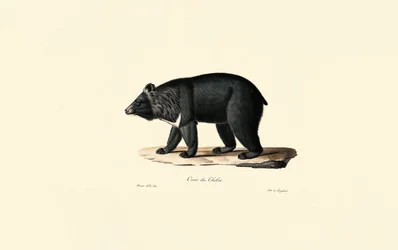 Asiatic Black Bear