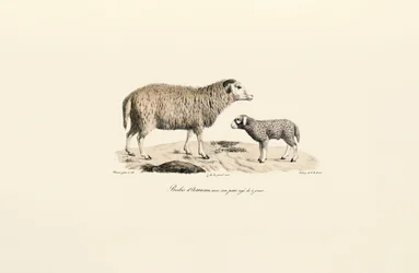 Aurucan Sheep with Lamb