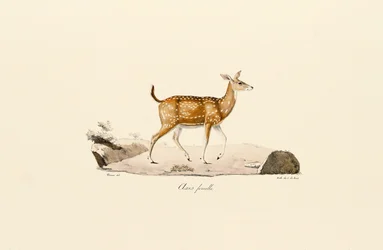 Axis Deer Female