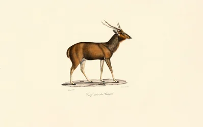 Bengal Axis Deer