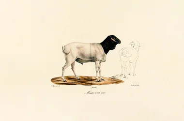 Black-headed Sheep