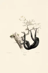 Black Howler Monkey