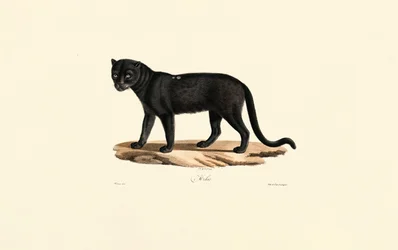 Black Jaguar (Panthera onca)