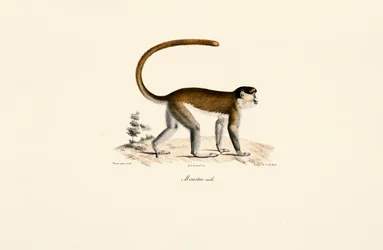 Blue Monkey