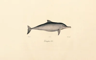 Bottlenose Dolphin