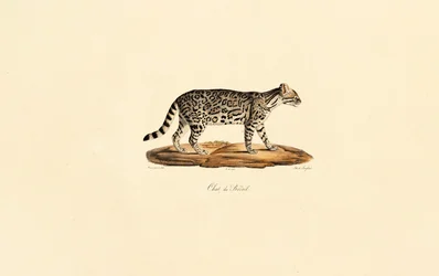 Brazilian Tiger Cat