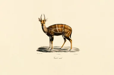 Bushbuck (Male)