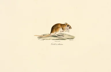 Bushy-tailed Jird