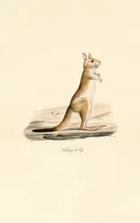 Cape Jumping Hare