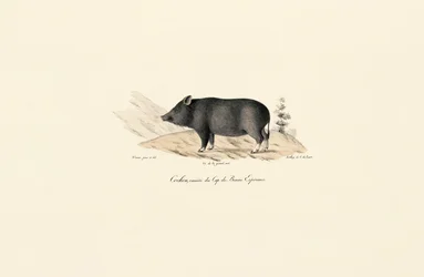 Cape Warthog