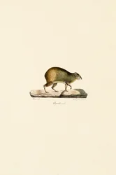Central American Agouti (Male)