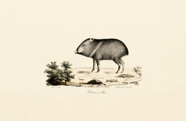 Collared Peccary