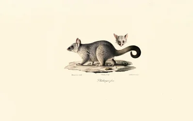 Common Brushtail Possum