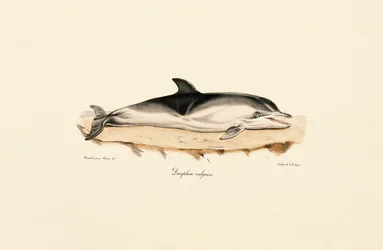 Common Dolphin