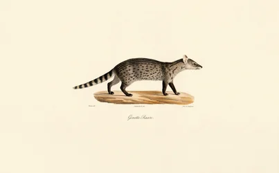 Common Genet