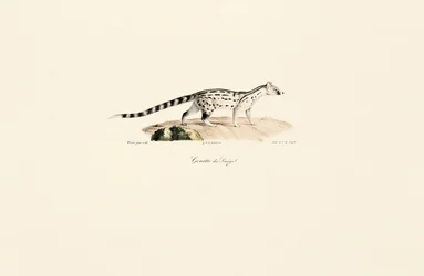 Common Genet