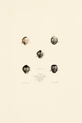 Comparative Faces of Different Monkey Species