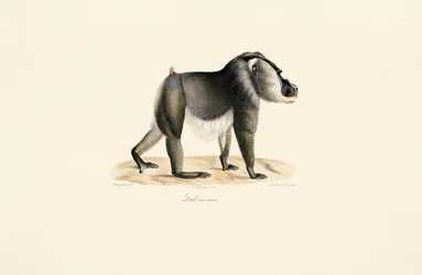 Drill with White Chest