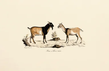 Dwarf Buck and Dwarf Goat
