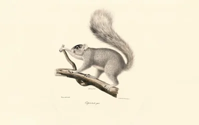 Eastern Gray Squirrel