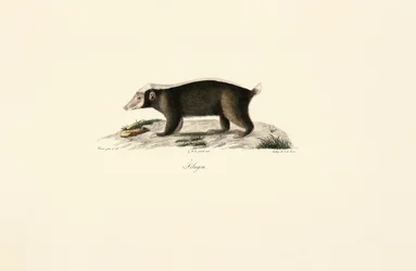European Badger