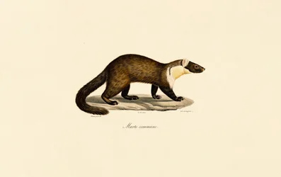 European Beech Marten