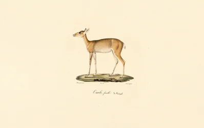 Female Oribi Antelope