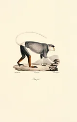 Female Patas Monkey
