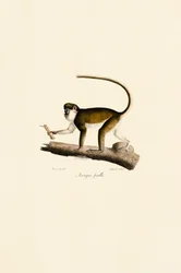 Female Red-tailed Monkey
