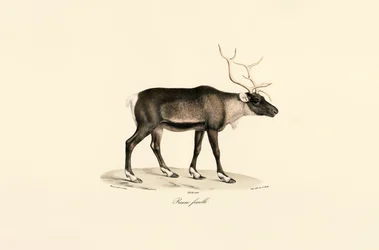 Female Reindeer