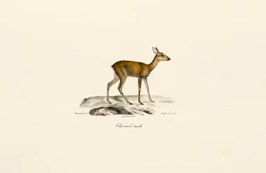 Female Roe Deer